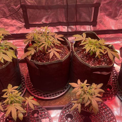 Sour Diesel #1 (Mother Plant) growlog photo: Just raised lights bc switched to red lights and notice some tips burning. 