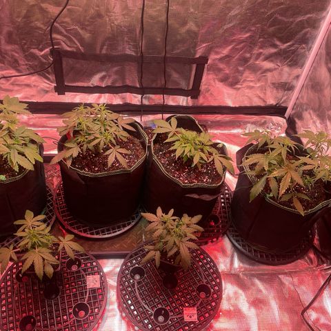 Sour Diesel #1 (Mother Plant) growlog photo: Just raised lights bc switched to red lights and notice some tips burning. 