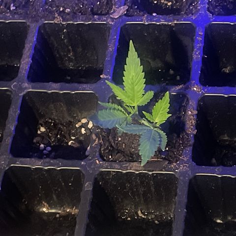 SD clone #1 growlog timeline photo