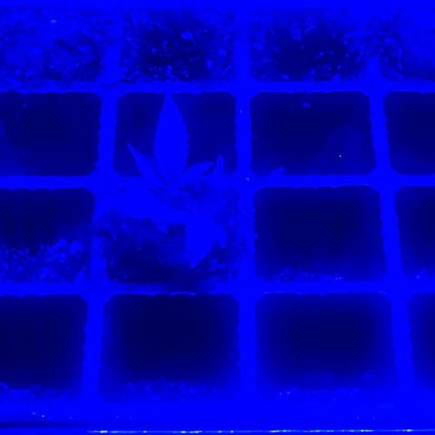 SD clone #1 growlog timeline photo