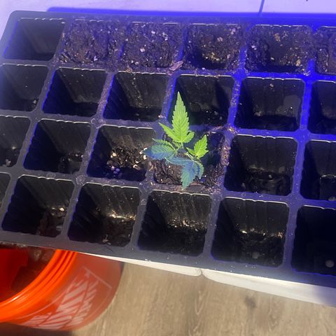 SD clone #1 growlog timeline photo