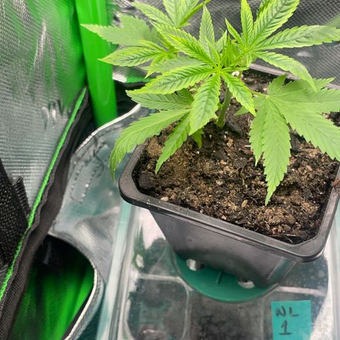 SD clone #1 growlog photo: Moved to 2x2 to veg 