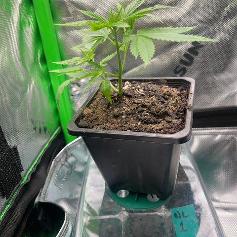 SD clone #1 growlog photo: Moved to 2x2 to veg 