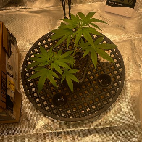 SD clone #1 growlog timeline photo