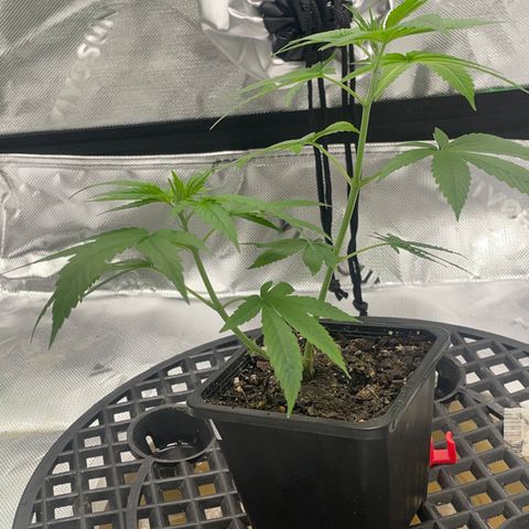 SD clone #1 growlog timeline photo