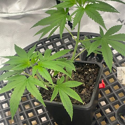 SD clone #1 growlog timeline photo