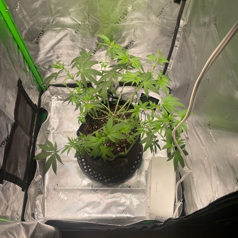 Sour Diesel #1 (Mother Plant) growlog photo: Last heavy defoliation before flipping 