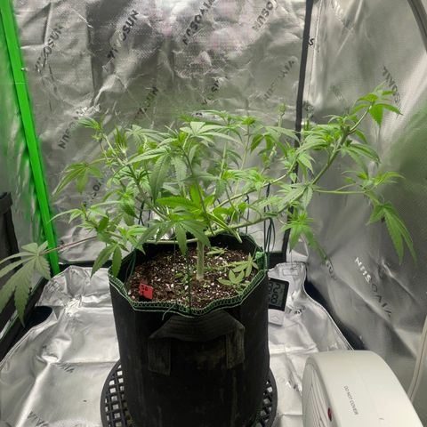 Sour Diesel #1 (Mother Plant) growlog photo: Last heavy defoliation before flipping 