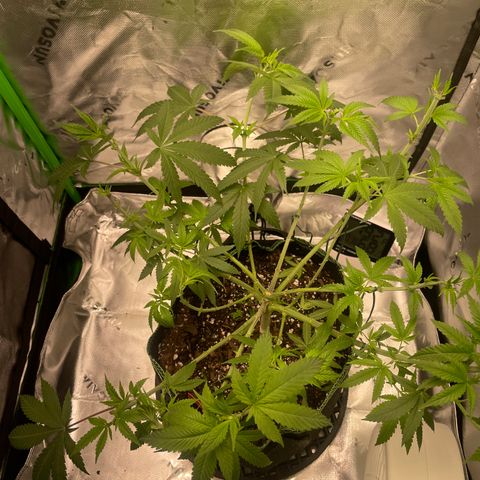 Sour Diesel #1 (Mother Plant) growlog photo: Last heavy defoliation before flipping 