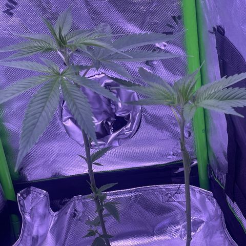 SD clone #1 growlog photo: Just defoliated 