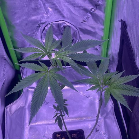 SD clone #1 growlog photo: Just defoliated 