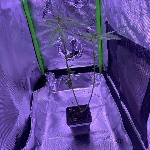 SD clone #1 growlog photo: Just defoliated 