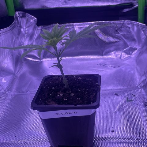 SD Clone #2 growlog timeline photo