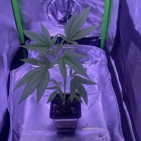 SD #3 growlog timeline photo