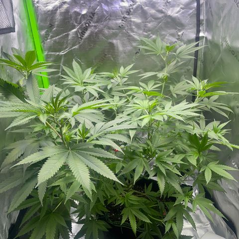 Sour Diesel #1 (Mother Plant) growlog timeline photo