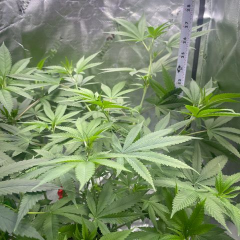 Sour Diesel #1 (Mother Plant) growlog timeline photo
