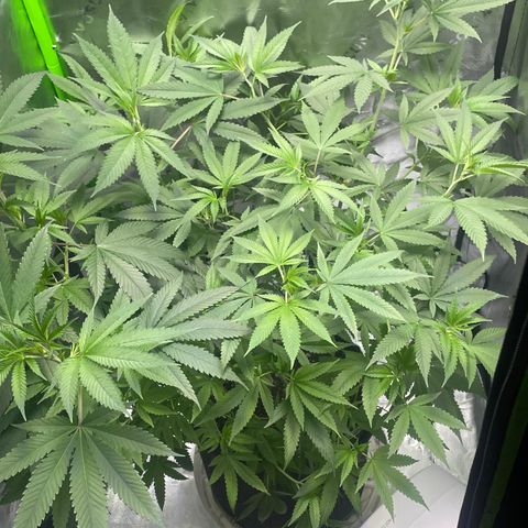 Sour Diesel #1 (Mother Plant) growlog timeline photo