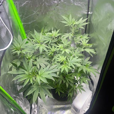 Sour Diesel #1 (Mother Plant) growlog timeline photo