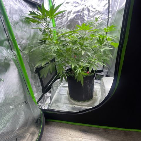 Sour Diesel #1 (Mother Plant) growlog timeline photo