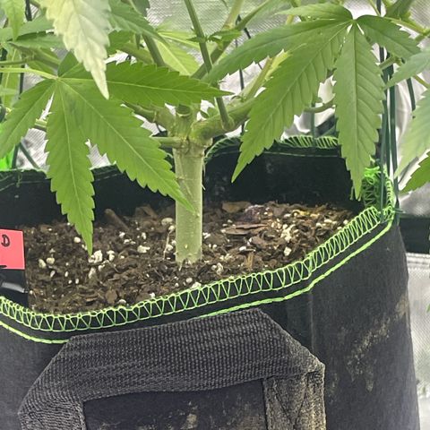 Sour Diesel #1 (Mother Plant) growlog timeline photo