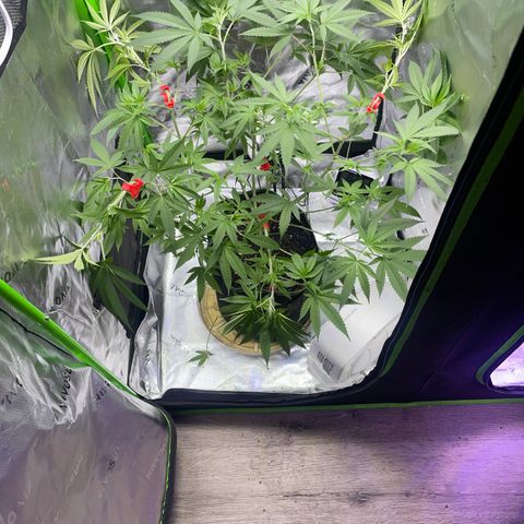 Sour Diesel #1 (Mother Plant) growlog timeline photo
