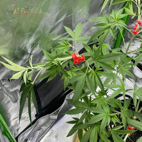 Sour Diesel #1 (Mother Plant) growlog timeline photo