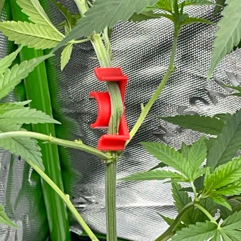 Sour Diesel #1 (Mother Plant) growlog timeline photo