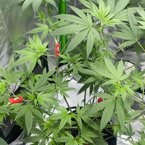 Sour Diesel #1 (Mother Plant) growlog timeline photo