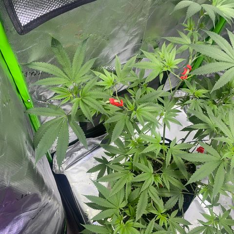 Sour Diesel #1 (Mother Plant) growlog timeline photo