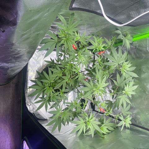 Sour Diesel #1 (Mother Plant) growlog timeline photo