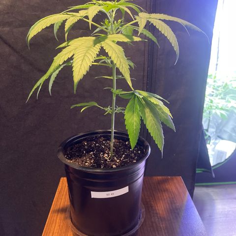 SD #3 growlog timeline photo