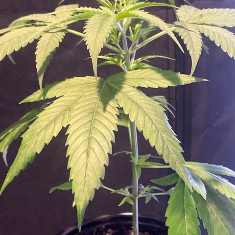 SD #3 growlog timeline photo
