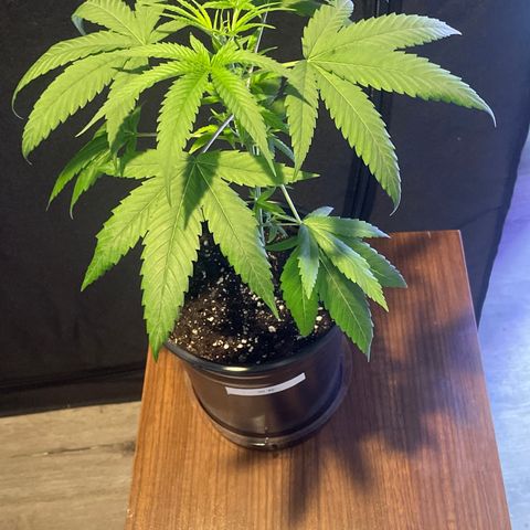 SD #3 growlog timeline photo