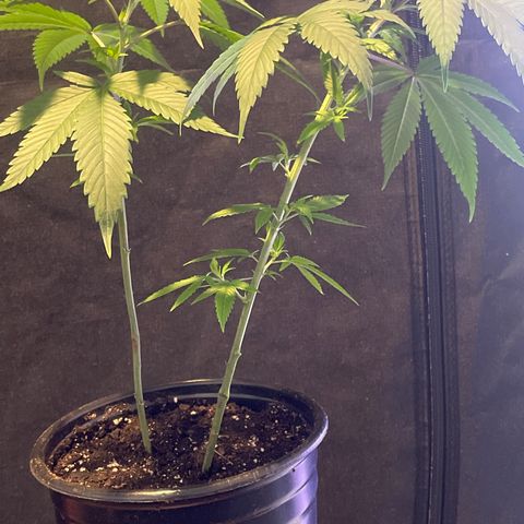 SD clone #1 growlog timeline photo