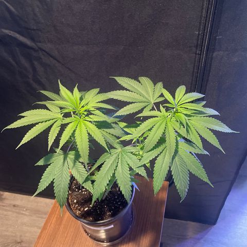 SD clone #1 growlog timeline photo