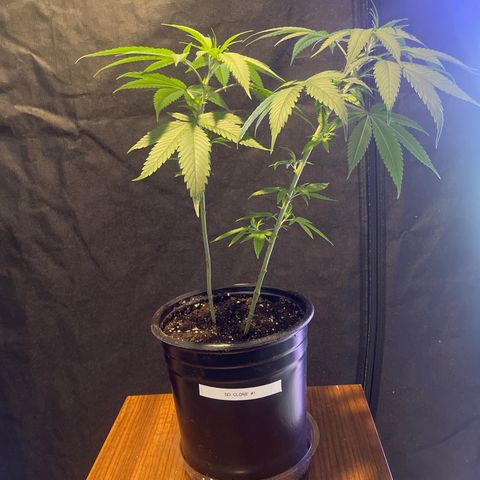 SD clone #1 growlog timeline photo