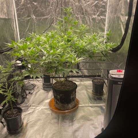 Sour Diesel #1 (Mother Plant) growlog timeline photo