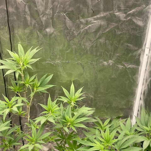 Sour Diesel #1 (Mother Plant) growlog timeline photo