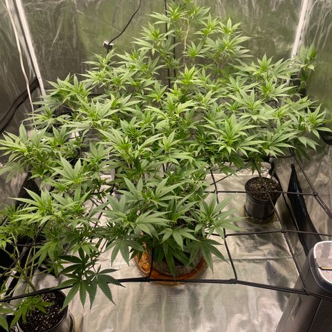 Sour Diesel #1 (Mother Plant) growlog timeline photo