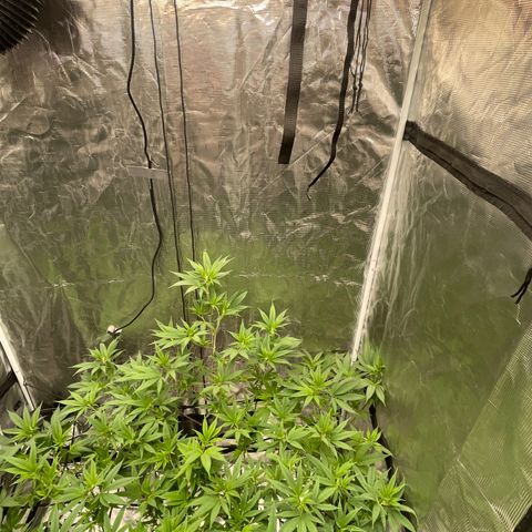 Sour Diesel #1 (Mother Plant) growlog timeline photo