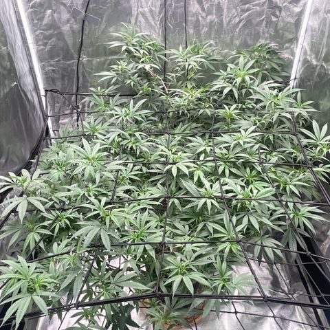 Sour Diesel #1 (Mother Plant) growlog timeline photo