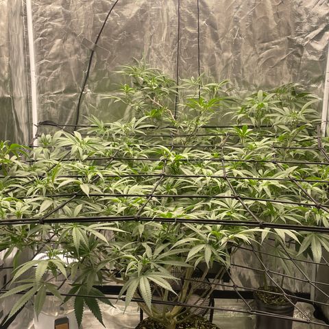 Sour Diesel #1 (Mother Plant) growlog timeline photo