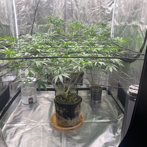 Sour Diesel #1 (Mother Plant) growlog timeline photo