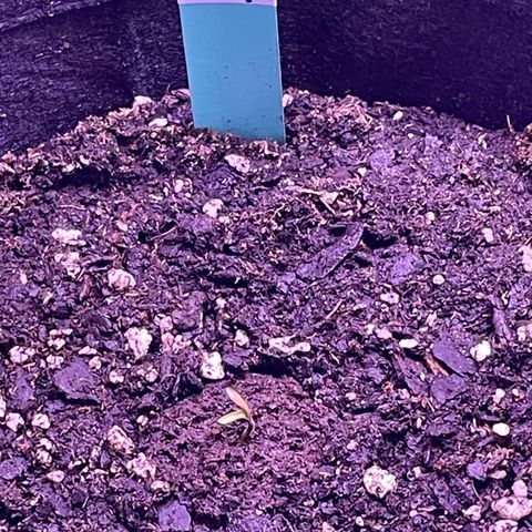Gorilla Pie #2 growlog timeline photo