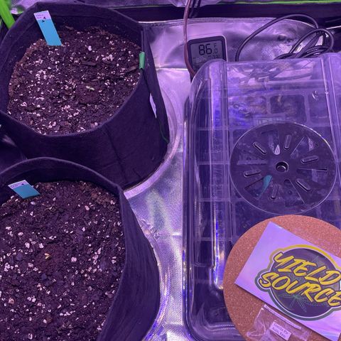 Gorilla Pie #2 growlog timeline photo