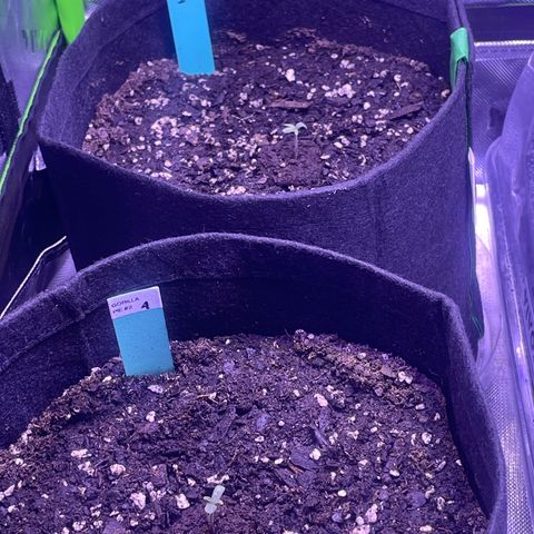 Gorilla Pie #2 growlog timeline photo