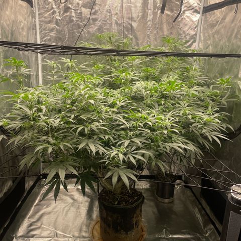 Sour Diesel #1 (Mother Plant) growlog timeline photo