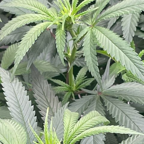 Sour Diesel #1 (Mother Plant) growlog timeline photo