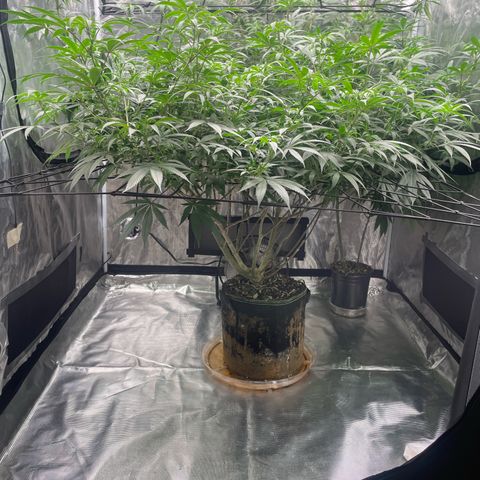 Sour Diesel #1 (Mother Plant) growlog timeline photo