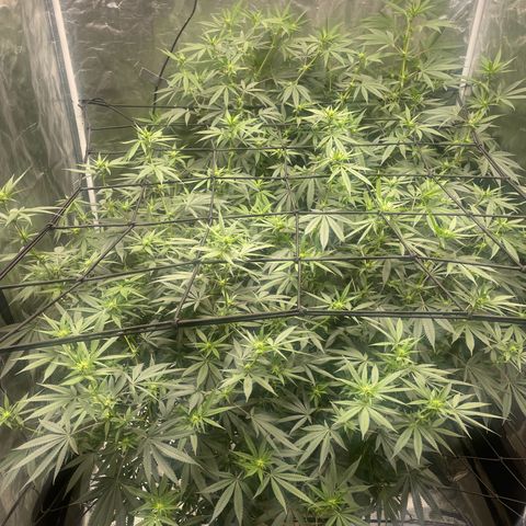 Sour Diesel #1 (Mother Plant) growlog timeline photo